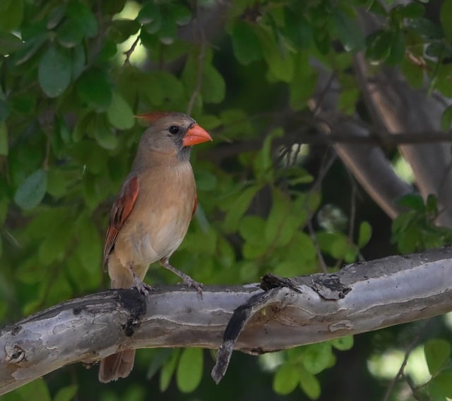 wild-bird-640x480-57209222.jpeg
