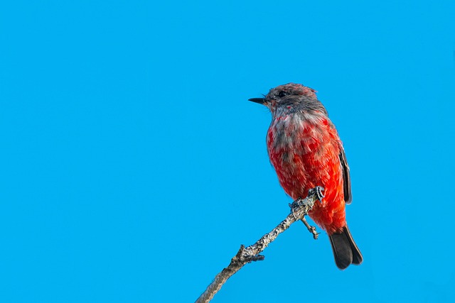Wild Bird