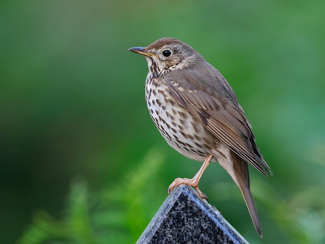 Wild Bird
