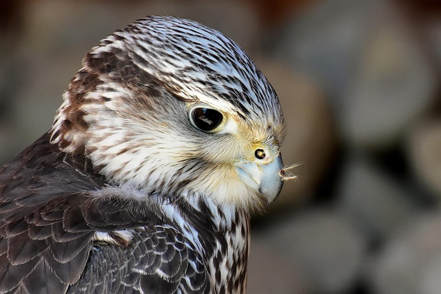 Wild Bird