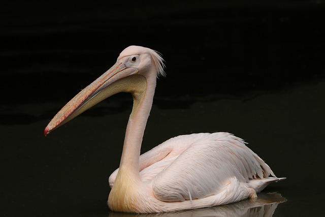 Wild Bird