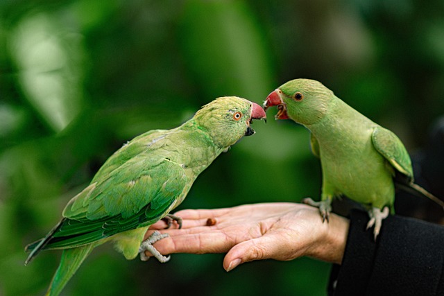 Wild Bird