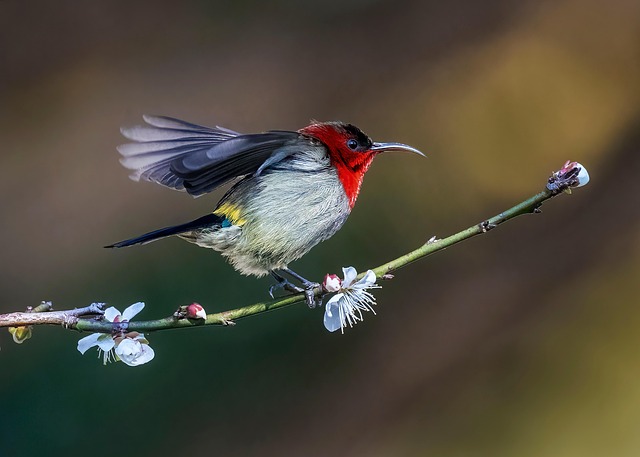 wild-bird-640x480-59446094.jpeg