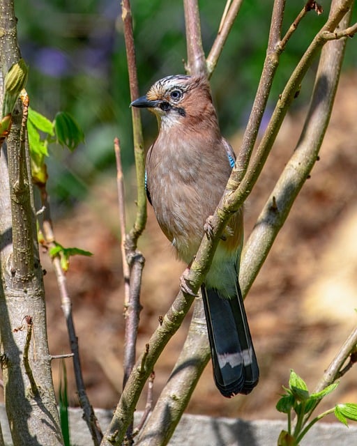 wild-bird-640x480-60060849.jpeg