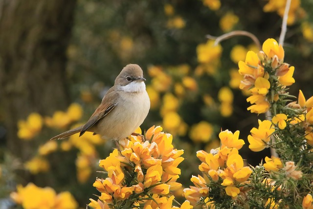 Wild Bird