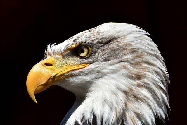 Wild Bird