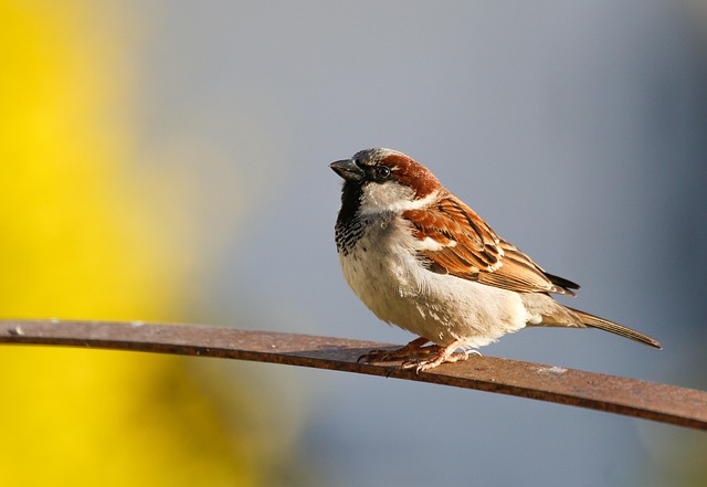 Wild Bird