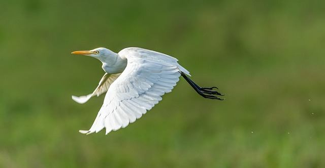 Wild Bird