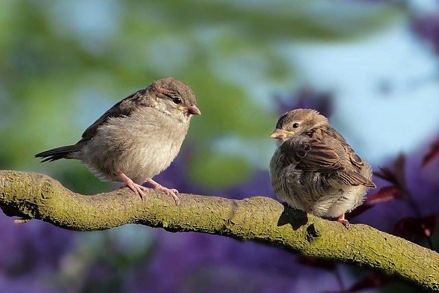 Wild Bird