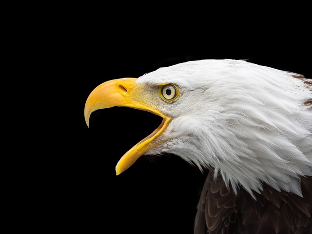 Wild Bird