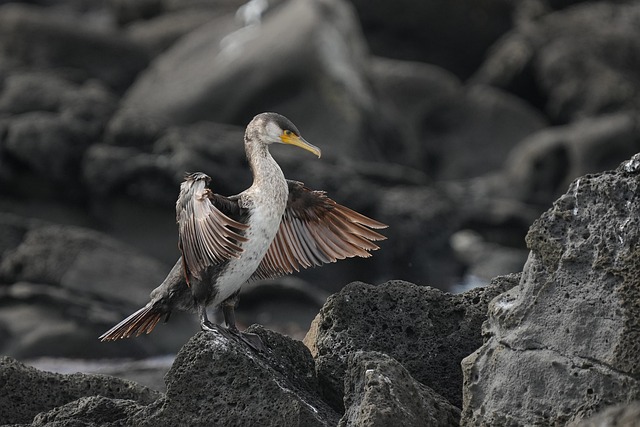 Wild Bird