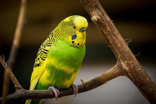 Wild Bird