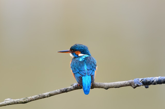 Wild Bird