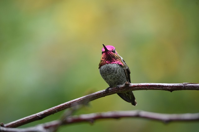 Wild Bird