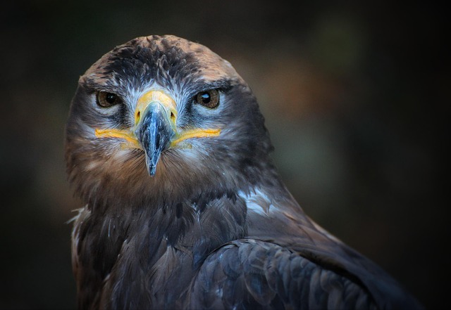 Wild Bird