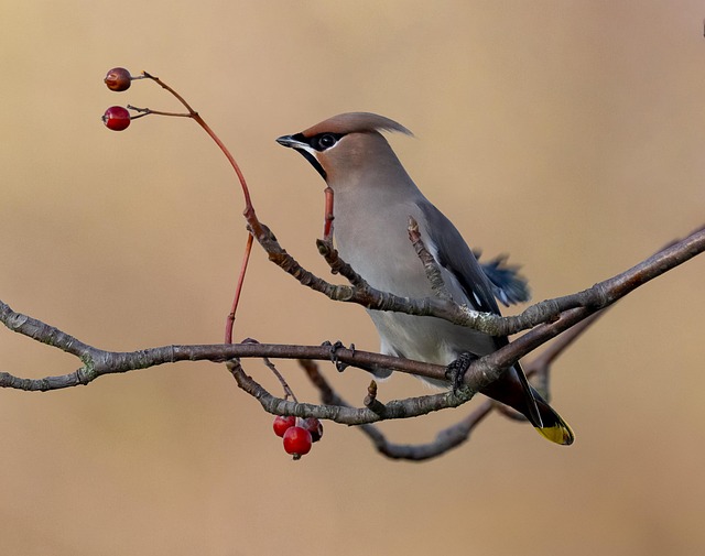 Wild Bird