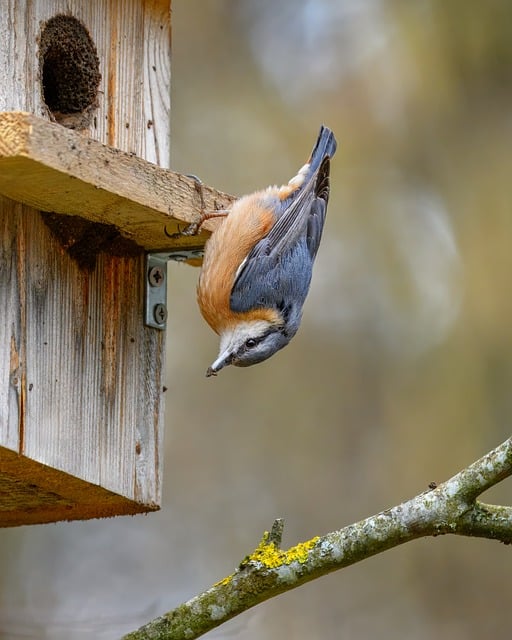 Wild Bird