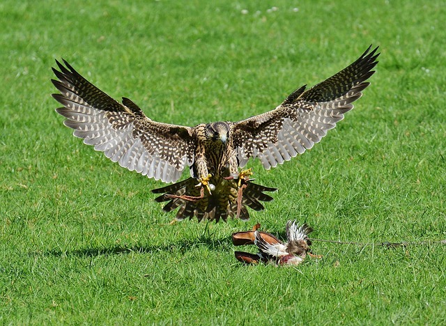 wild-bird-640x480-68113120.jpeg
