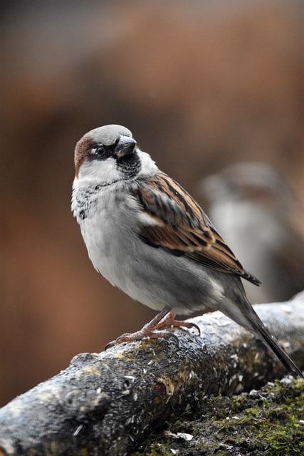 Wild Bird