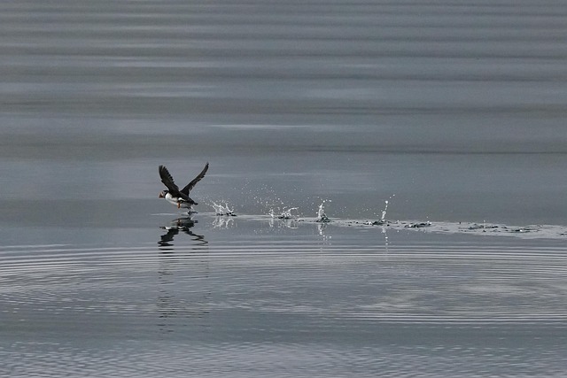 Wild Bird