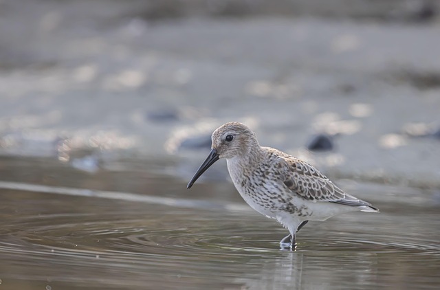 Wild Bird
