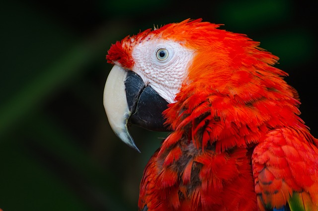 Wild Bird