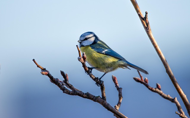 wild-bird-640x480-68814028.jpeg