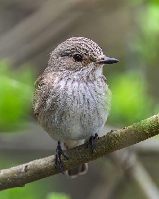 Wild Bird