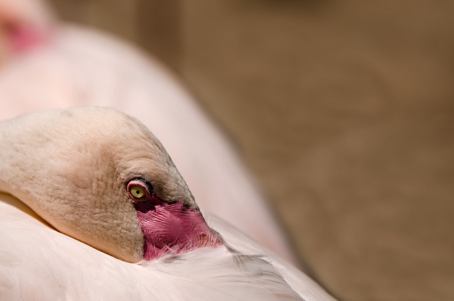 Wild Bird