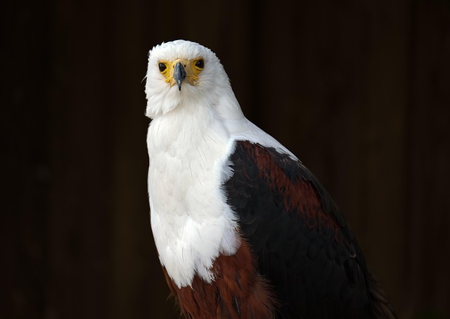 Wild Bird