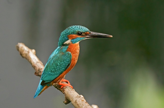 wild-bird-640x480-71565466.jpeg