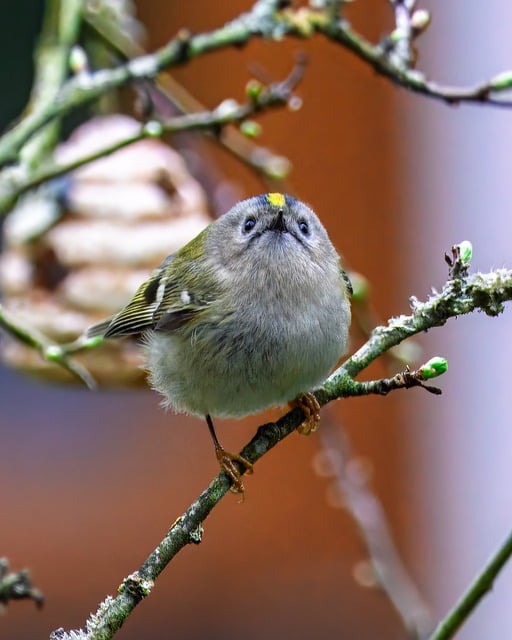 Wild Bird