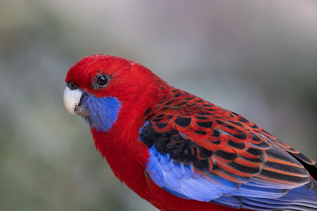 Wild Bird