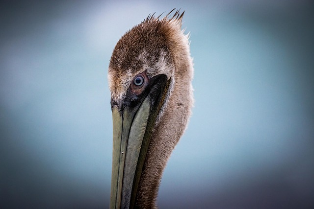 Wild Bird