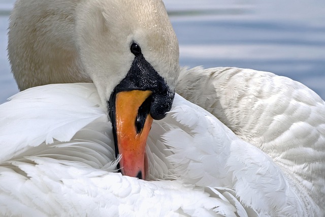 Save Big on Bulk Peanuts: Sheffield’s Top Treats for Your Birds!