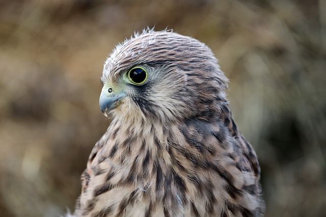 Wild Bird