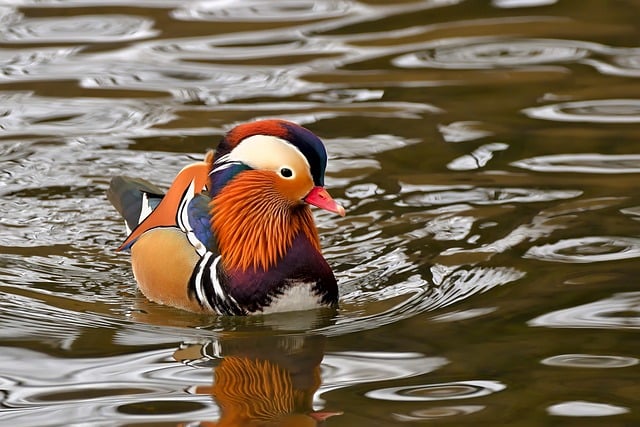 Wild Bird