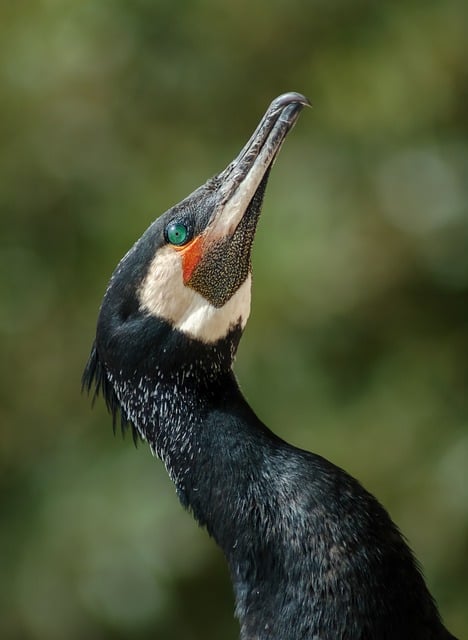 Wild Bird