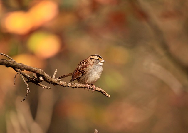 Wild Bird