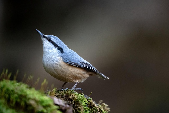 Wild Bird