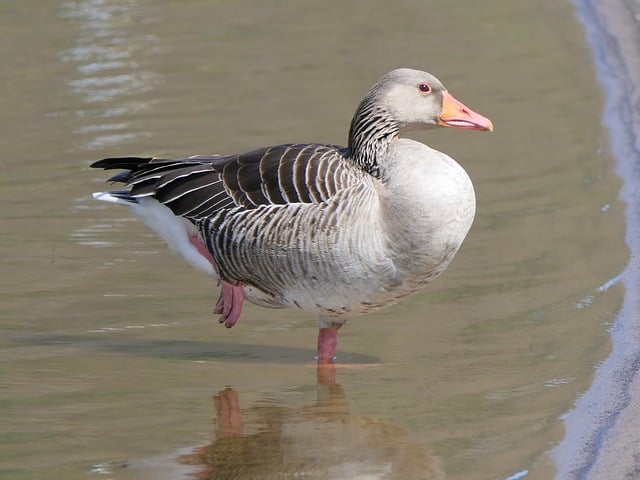 wild-bird-640x480-80476451.jpeg