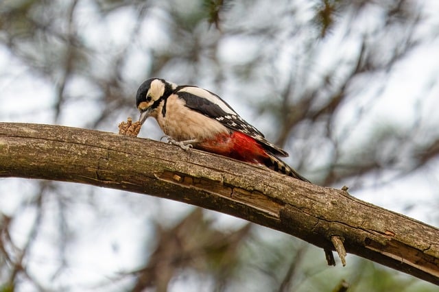 Wild Bird