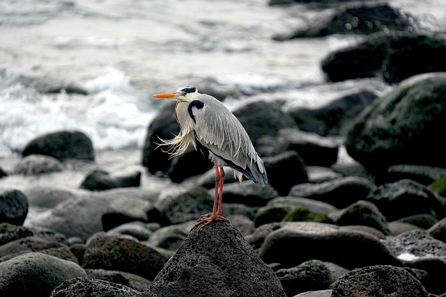 Wild Bird