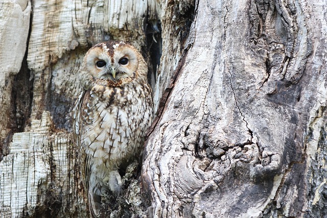 wild-bird-640x480-81276916.jpeg
