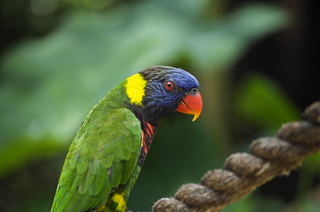 Wild Bird