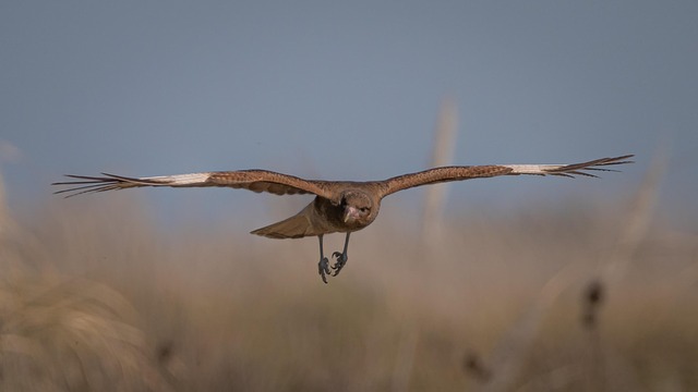 Wild Bird