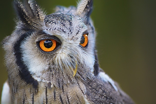 Wild Bird