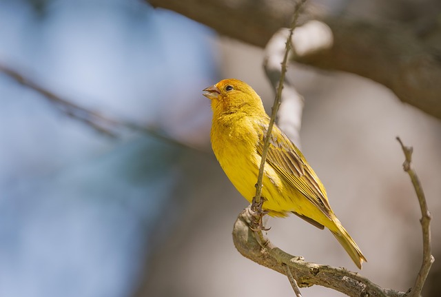 Wild Bird