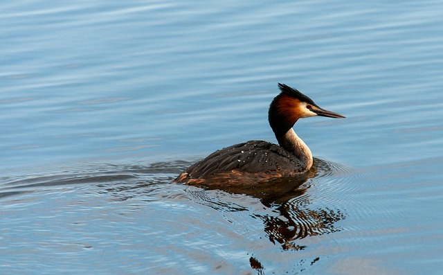 Wild Bird