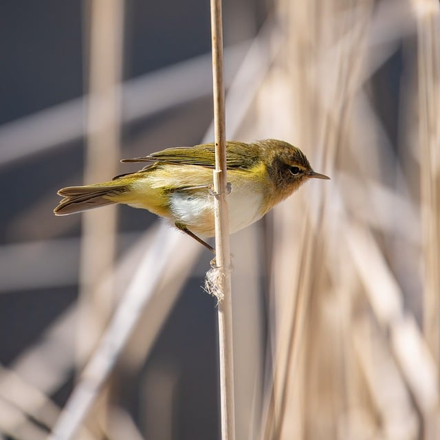 Wild Bird